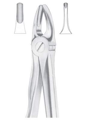 Fig. 3 upper incisors and canines 